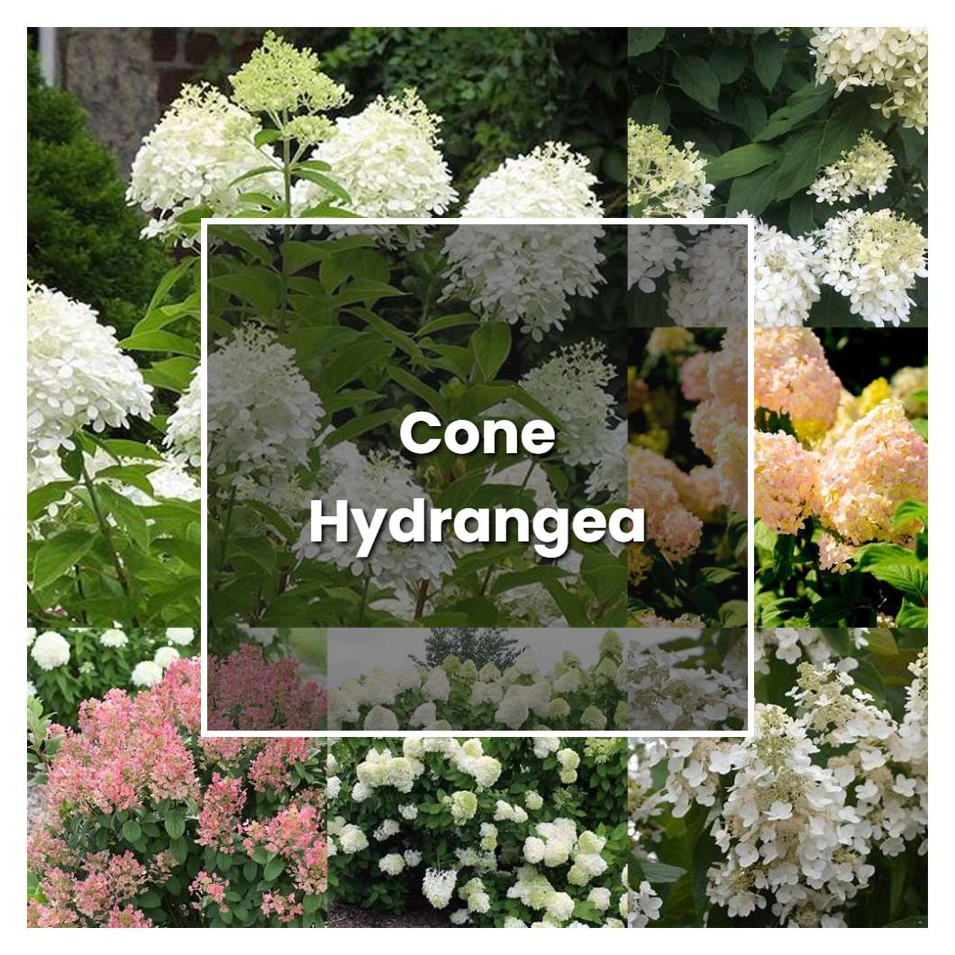 How to Grow Cone Hydrangea - Plant Care & Tips | NorwichGardener