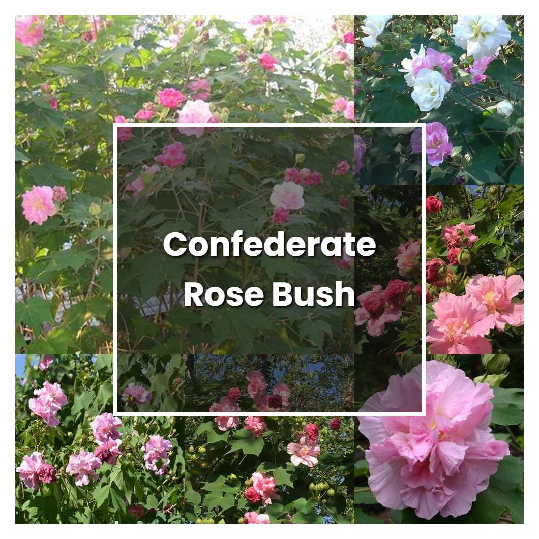 How to Grow Confederate Rose Bush Plant Care & Tips NorwichGardener