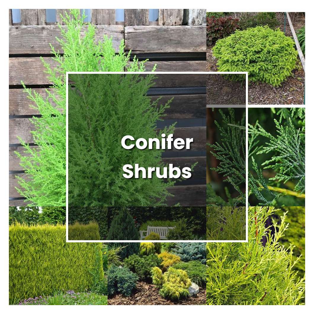 How To Grow Conifer Shrubs - Plant Care & Tips 