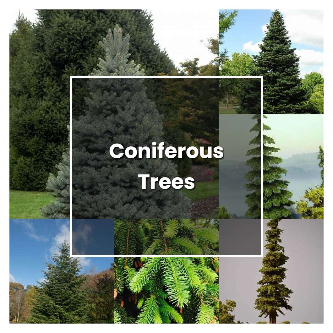 How to Grow Coniferous Trees - Plant Care & Tips | NorwichGardener