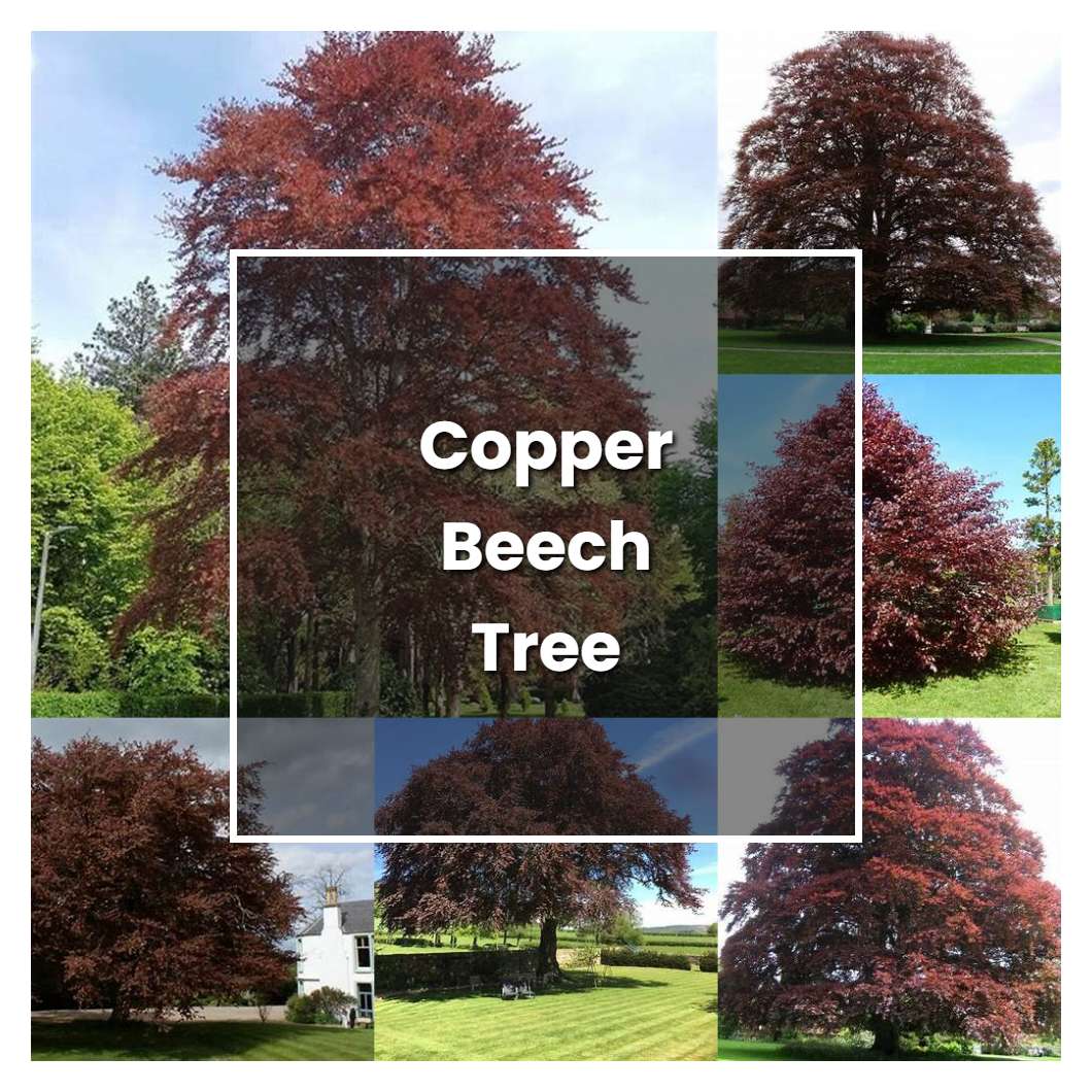 How to Grow Copper Beech Tree Plant Care & Tips NorwichGardener