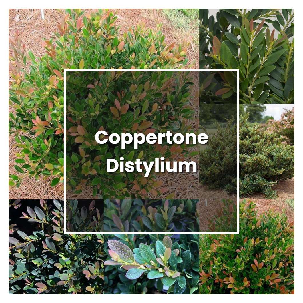 how-to-grow-coppertone-distylium-plant-care-tips-norwichgardener