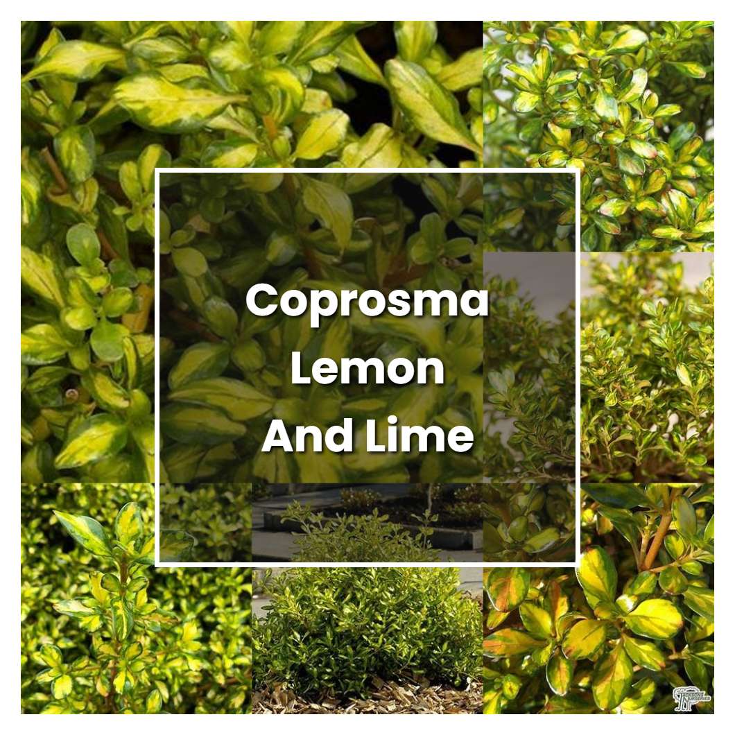 How to Grow Coprosma Lemon And Lime - Plant Care & Tips | NorwichGardener