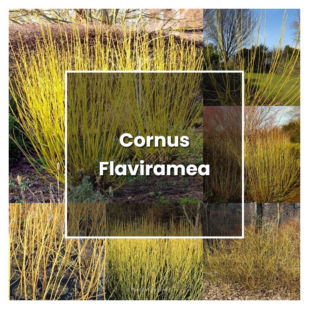 How to Grow Cornus Flaviramea - Plant Care & Tips | NorwichGardener