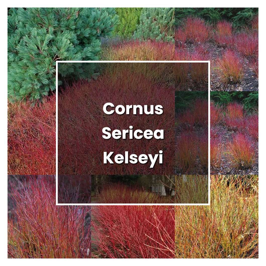 How to Grow Cornus Sericea Kelseyi - Plant Care & Tips