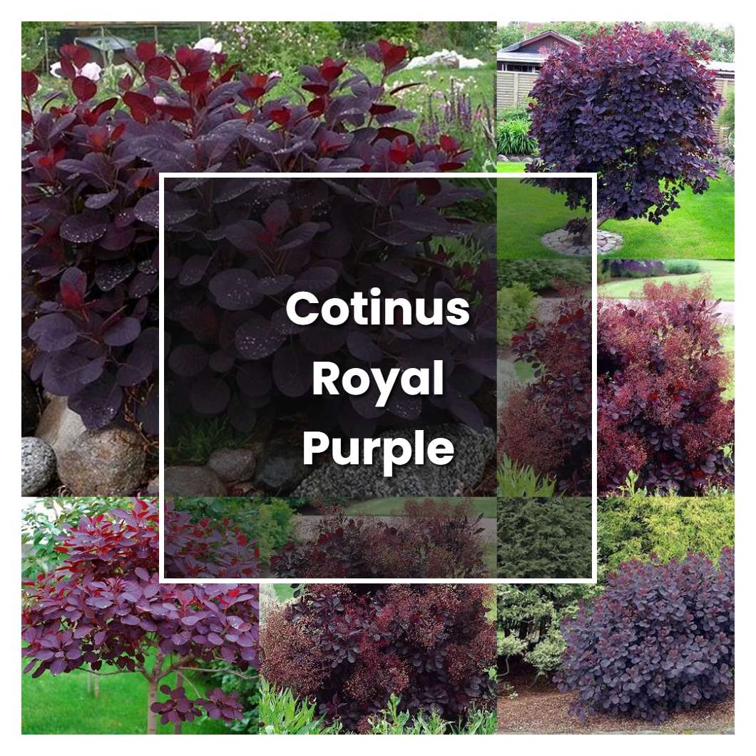 How to Grow Cotinus Royal Purple - Plant Care & Tips | NorwichGardener