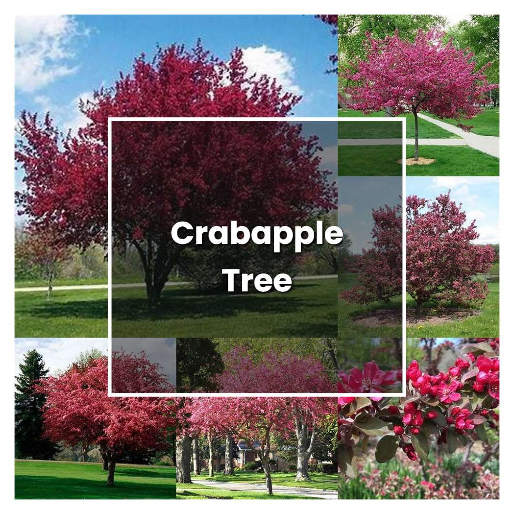 How to Grow Crabapple Tree - Plant Care & Tips