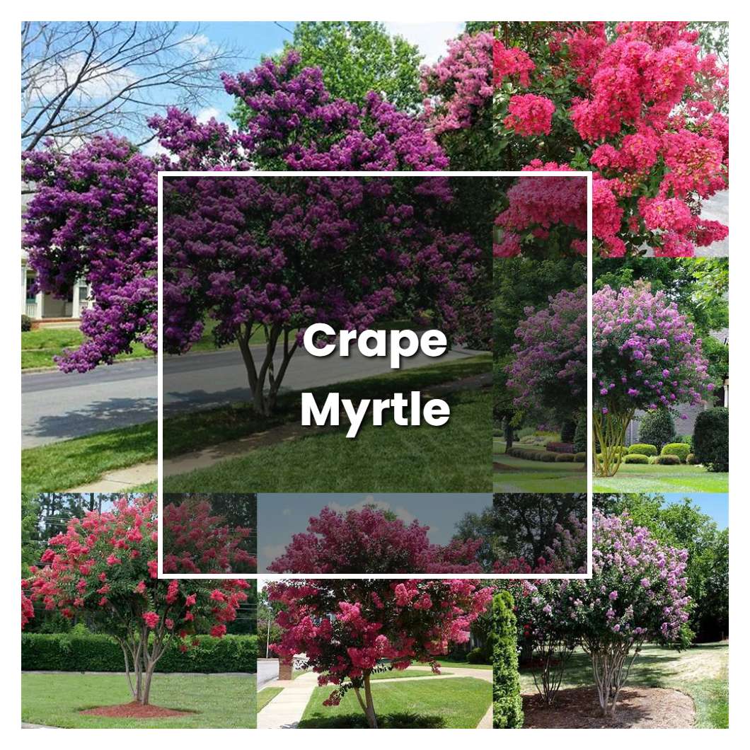 How to Grow Crape Myrtle - Plant Care & Tips | NorwichGardener