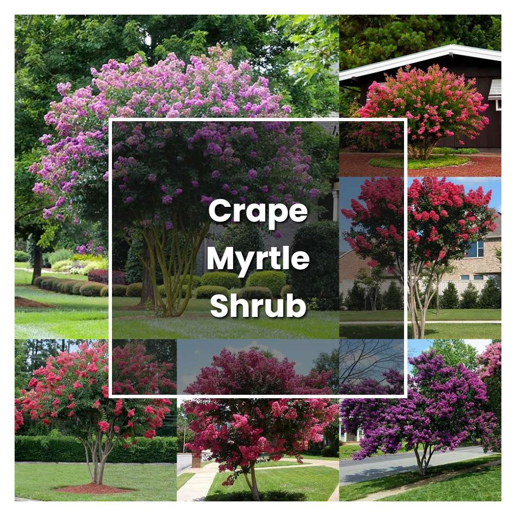 How to Grow Crape Myrtle Shrub - Plant Care & Tips | NorwichGardener