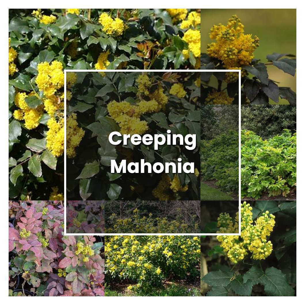 How to Grow Creeping Mahonia - Plant Care & Tips