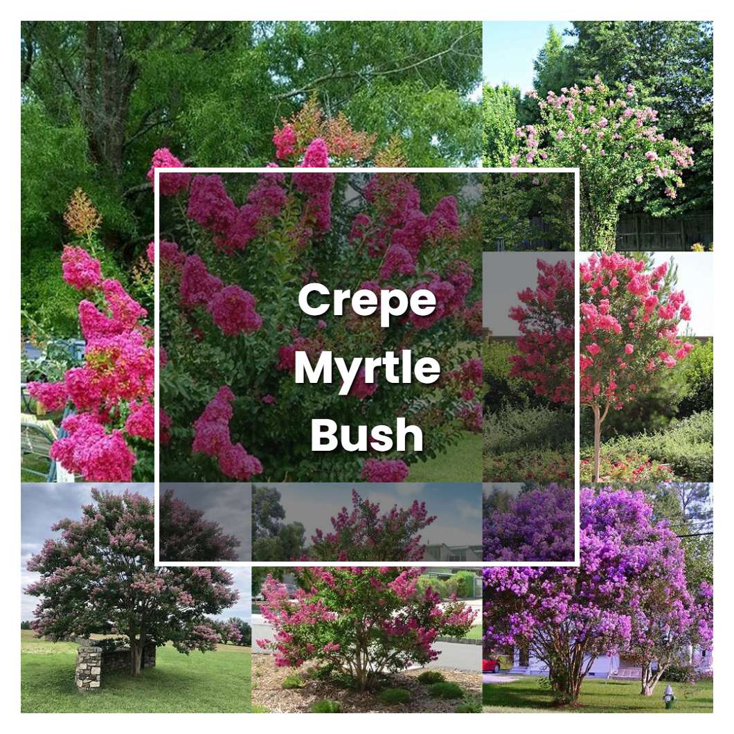 How to Grow Crepe Myrtle Bush - Plant Care & Tips | NorwichGardener