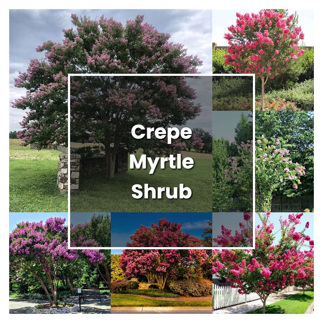 How To Grow Crepe Myrtle Shrub - Plant Care & Tips 