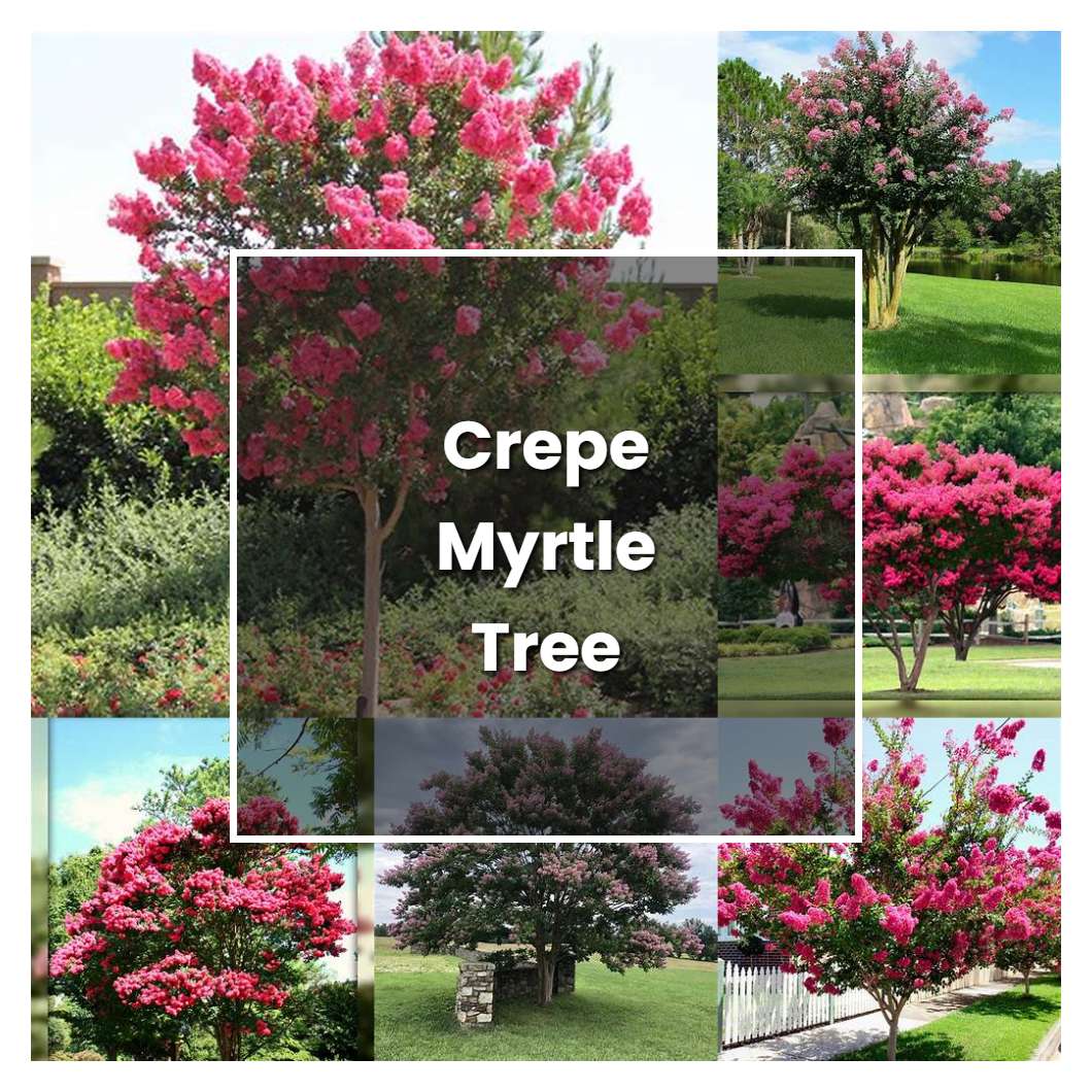 How to Grow Crepe Myrtle Tree - Plant Care & Tips | NorwichGardener