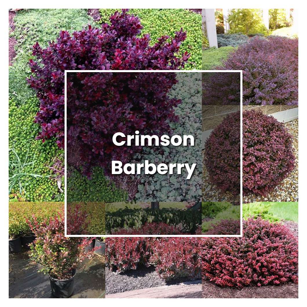 How to Grow Crimson Barberry - Plant Care & Tips