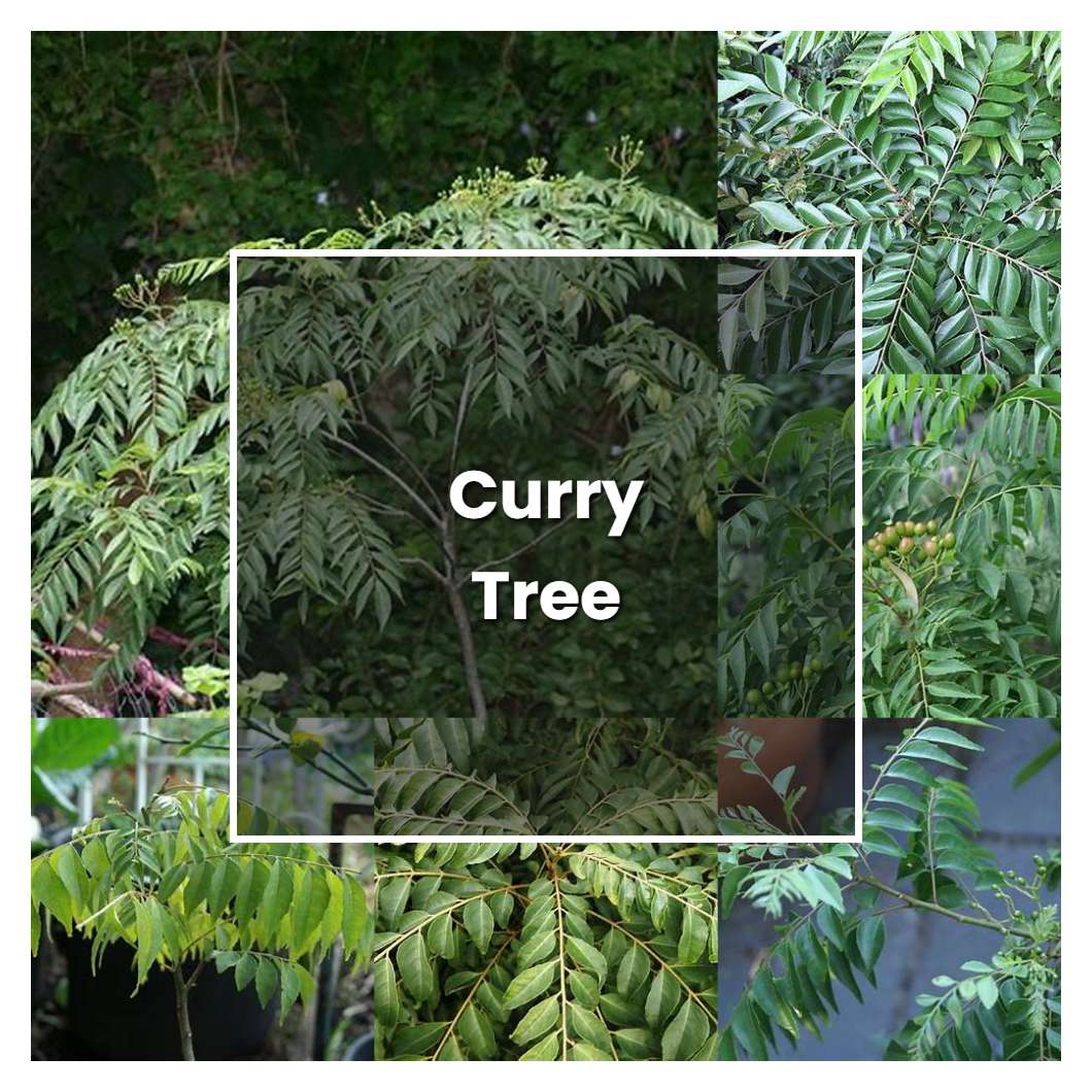 how-to-grow-curry-tree-plant-care-tips-norwichgardener