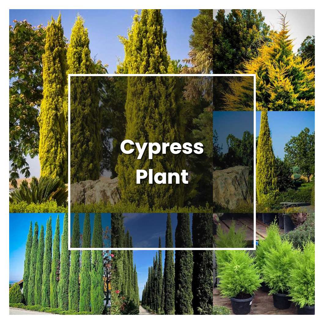 How To Grow Cypress Plant Plant Care And Tips Norwichgardener 8292