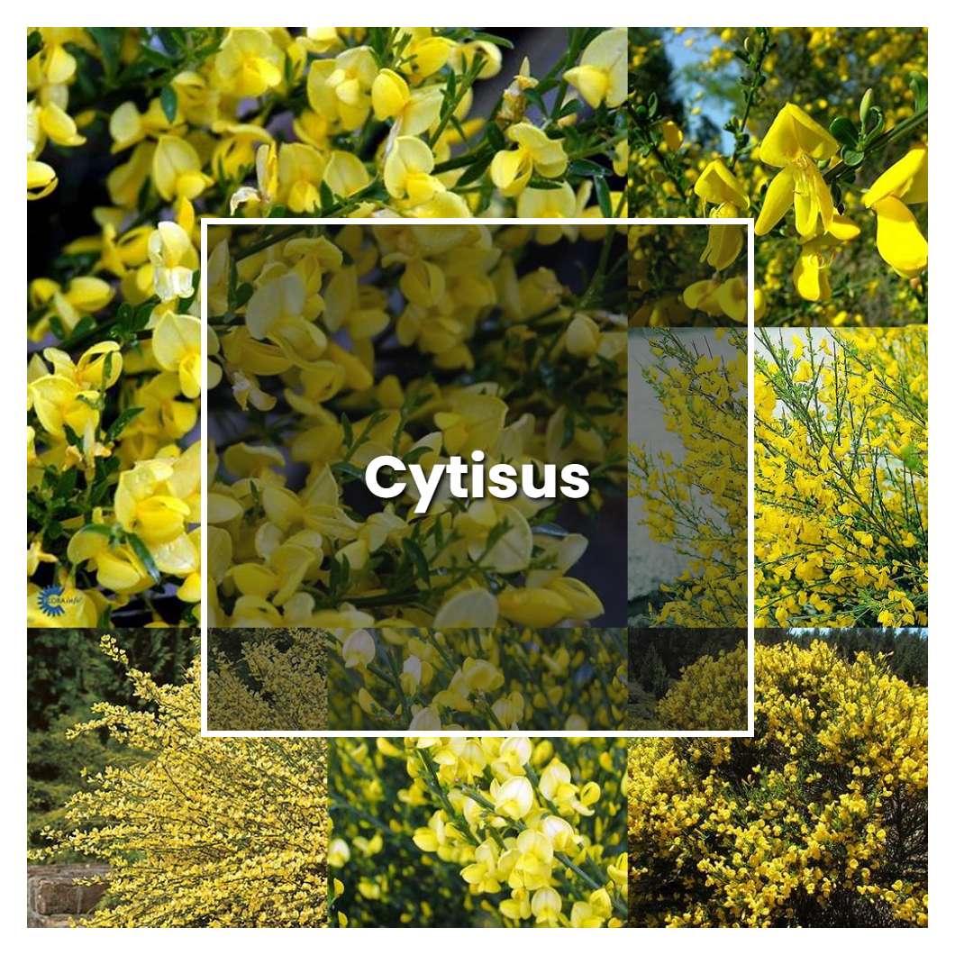 How to Grow Cytisus - Plant Care & Tips | NorwichGardener