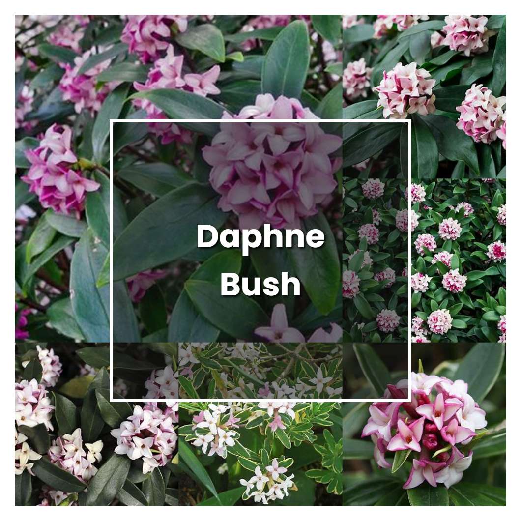 How to Grow Daphne Bush - Plant Care & Tips | NorwichGardener