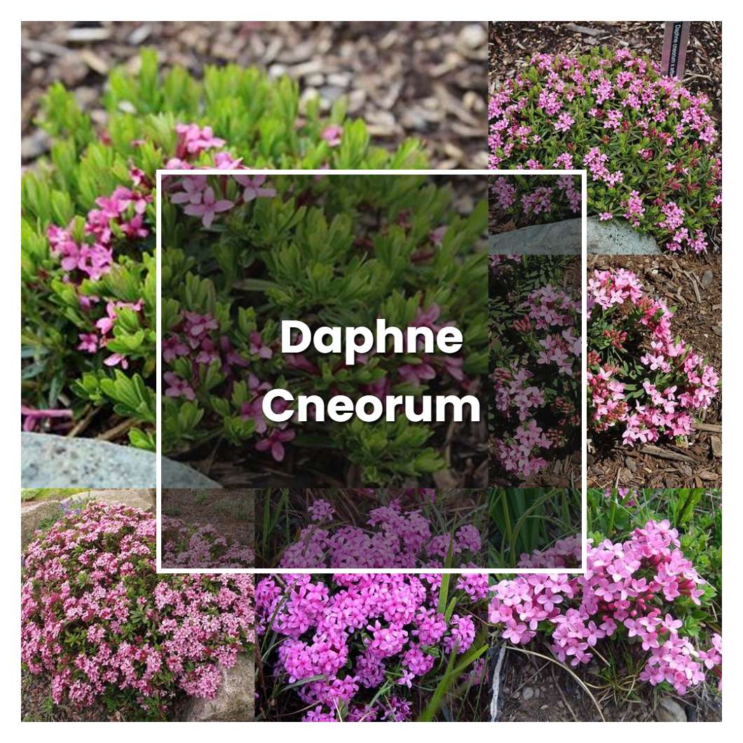 How to Grow Daphne Cneorum - Plant Care & Tips