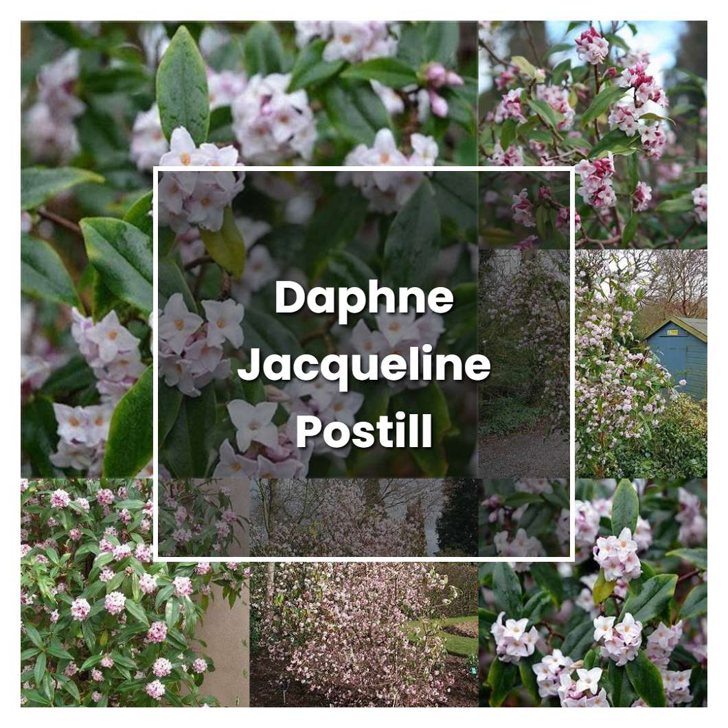 How to Grow Daphne Jacqueline Postill - Plant Care & Tips