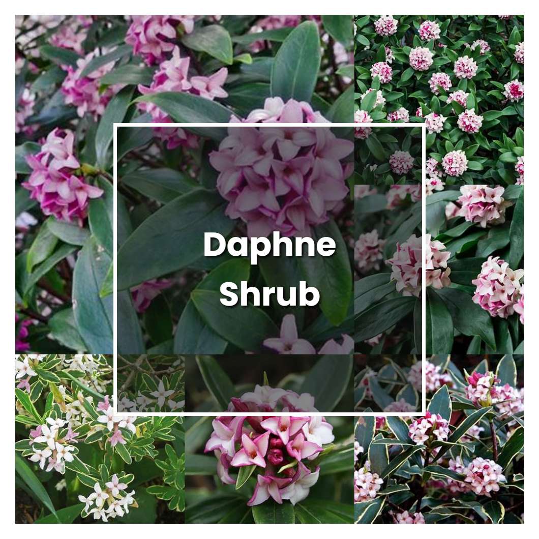 How to Grow Daphne Shrub - Plant Care & Tips | NorwichGardener