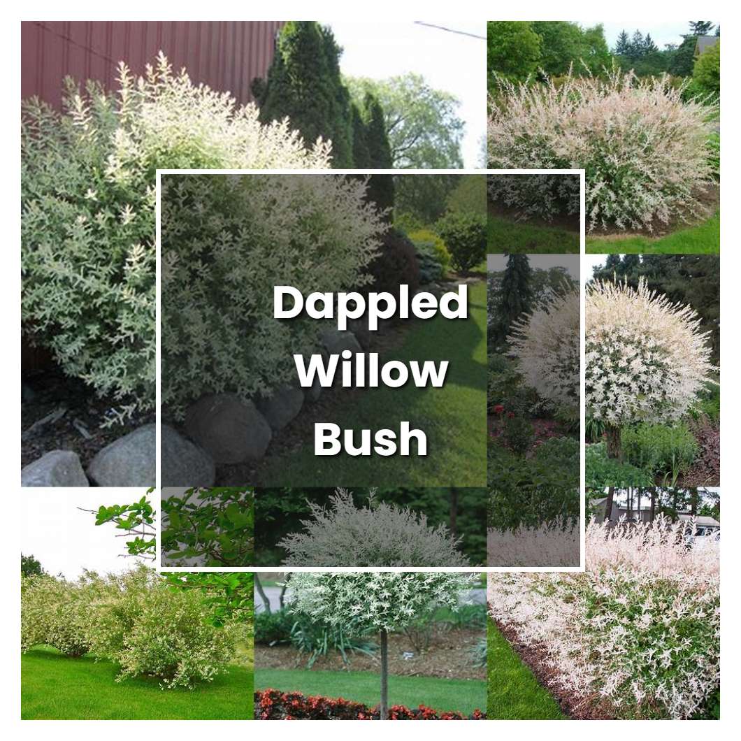 How to Grow Dappled Willow Bush - Plant Care & Tips