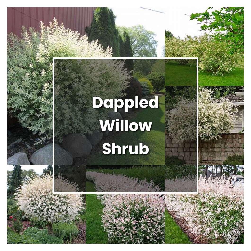 How to Grow Dappled Willow Shrub - Plant Care & Tips | NorwichGardener