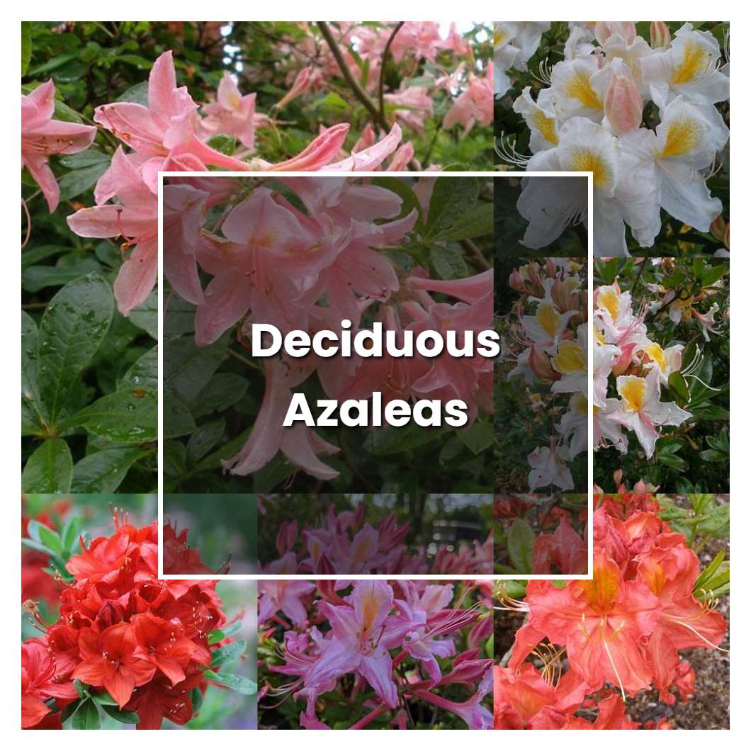 How to Grow Deciduous Azaleas - Plant Care & Tips | NorwichGardener