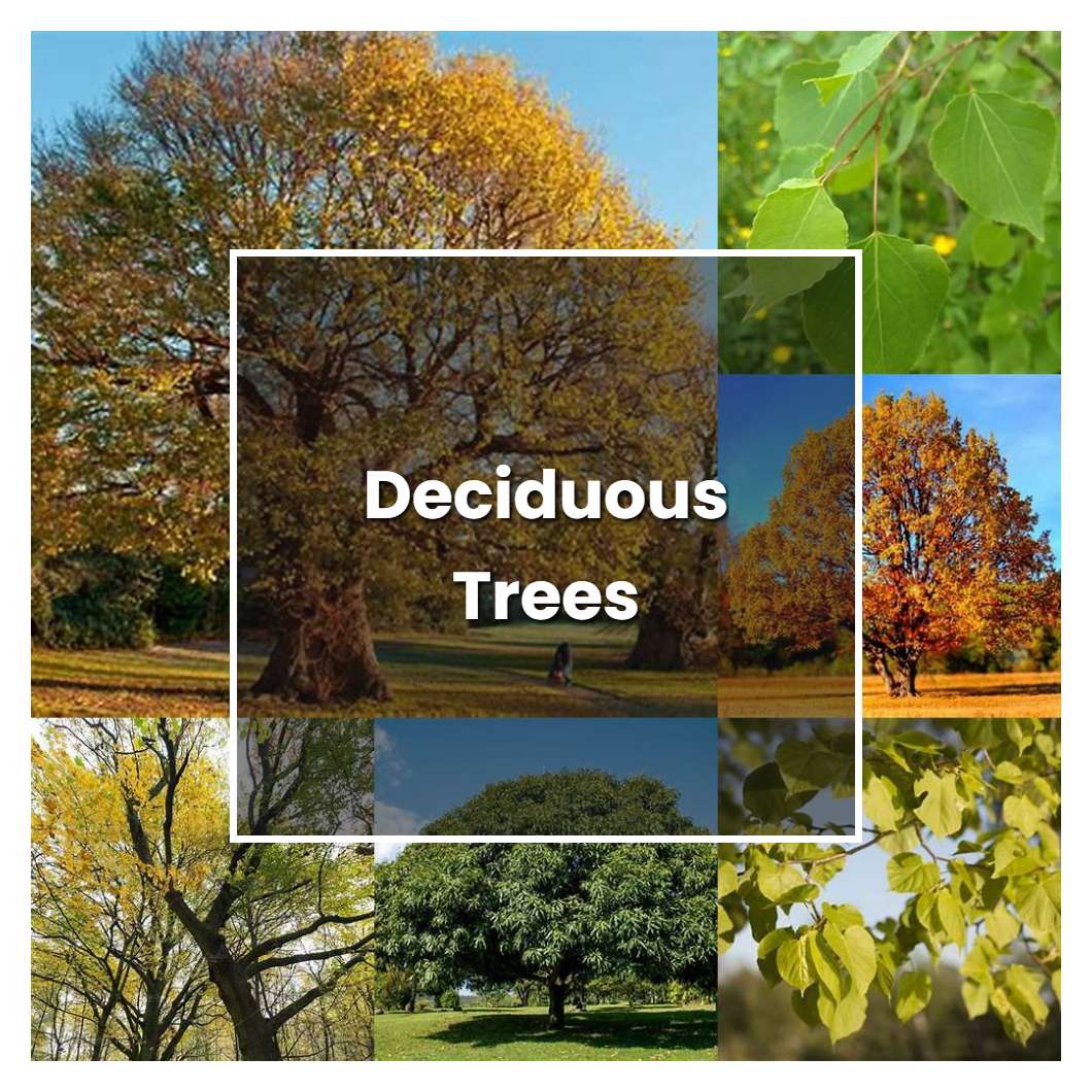 How to Grow Deciduous Trees Plant Care & Tips NorwichGardener