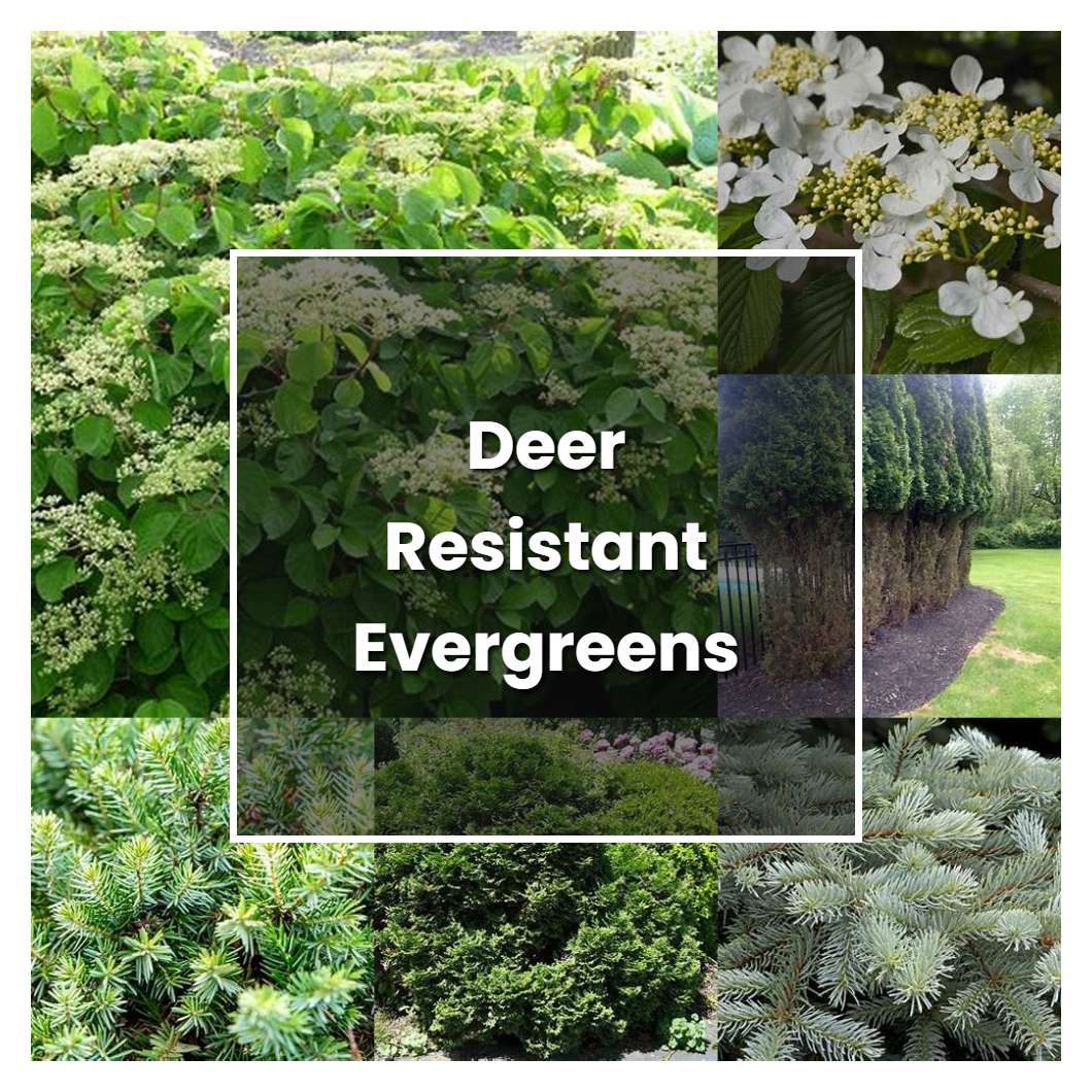 How to Grow Deer Resistant Evergreens Plant Care & Tips NorwichGardener