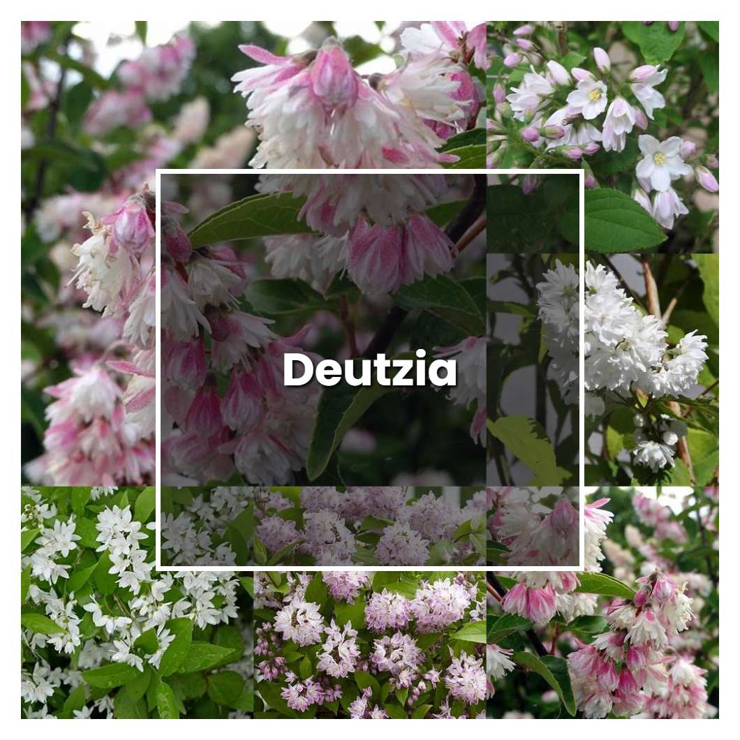 How To Grow Deutzia Plant Care And Tips Norwichgardener 