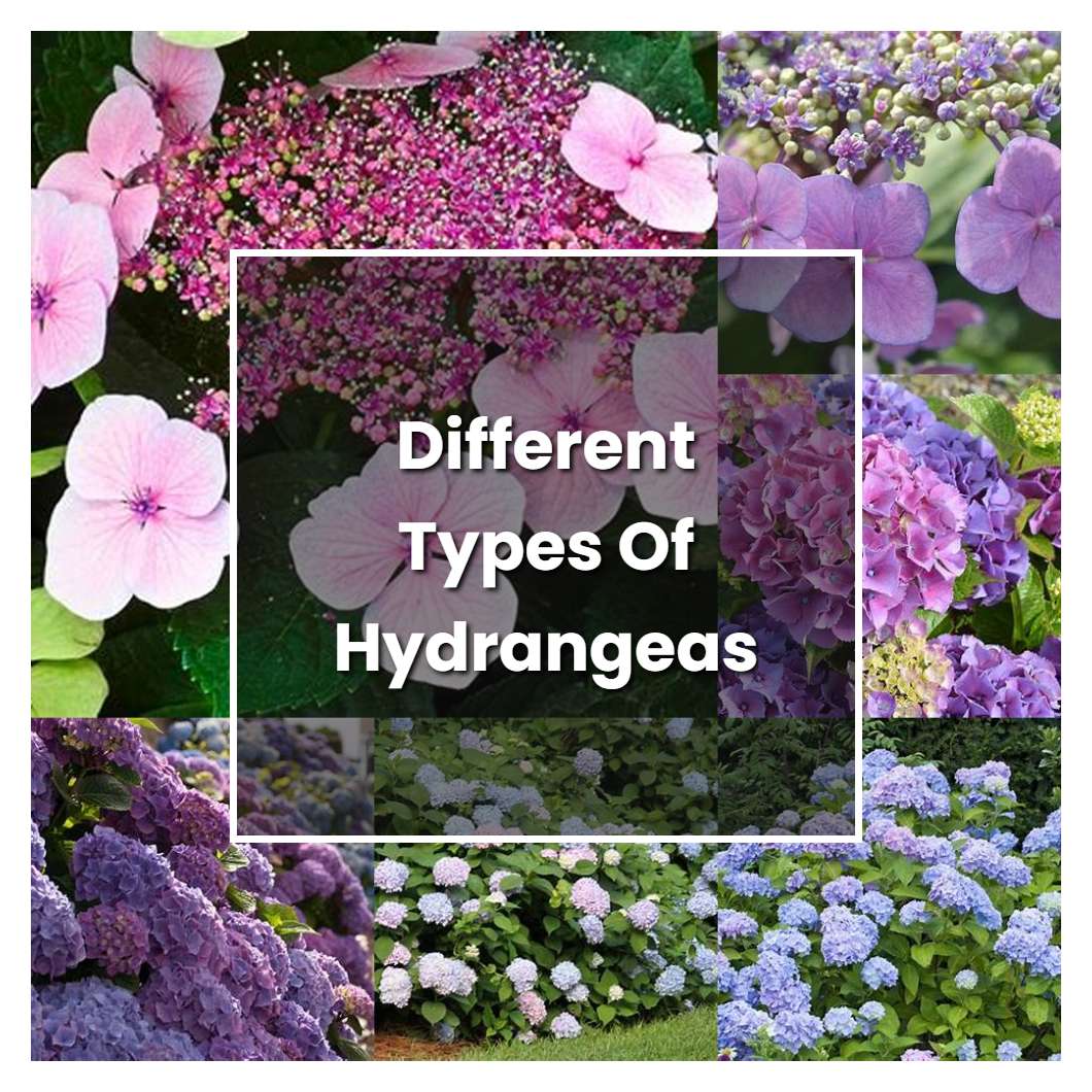 How to Grow Different Types Of Hydrangeas - Plant Care & Tips
