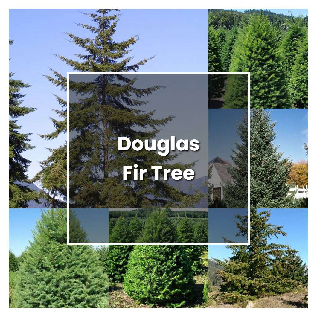 how-to-grow-douglas-fir-tree-plant-care-tips-norwichgardener