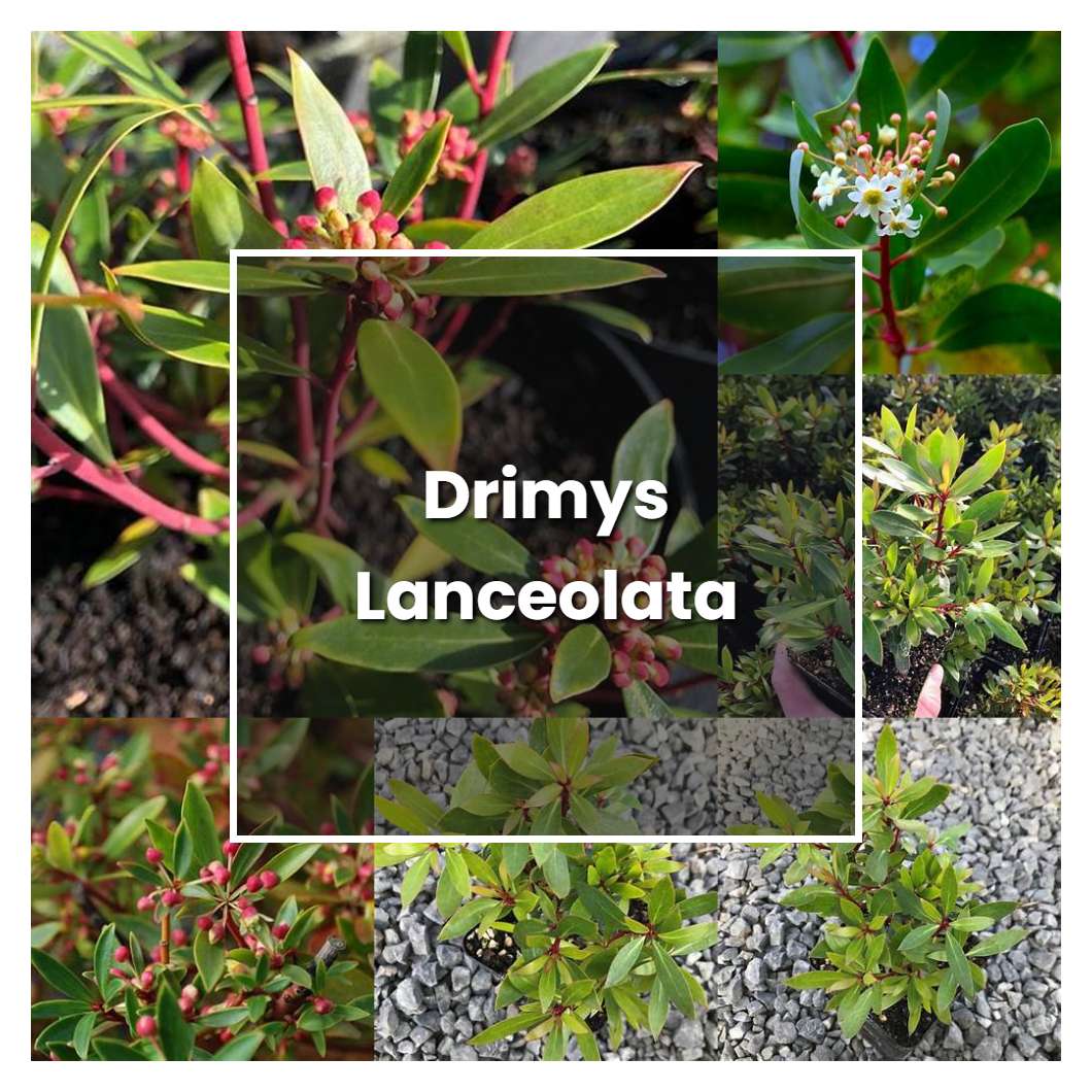 How to Grow Drimys Lanceolata - Plant Care & Tips