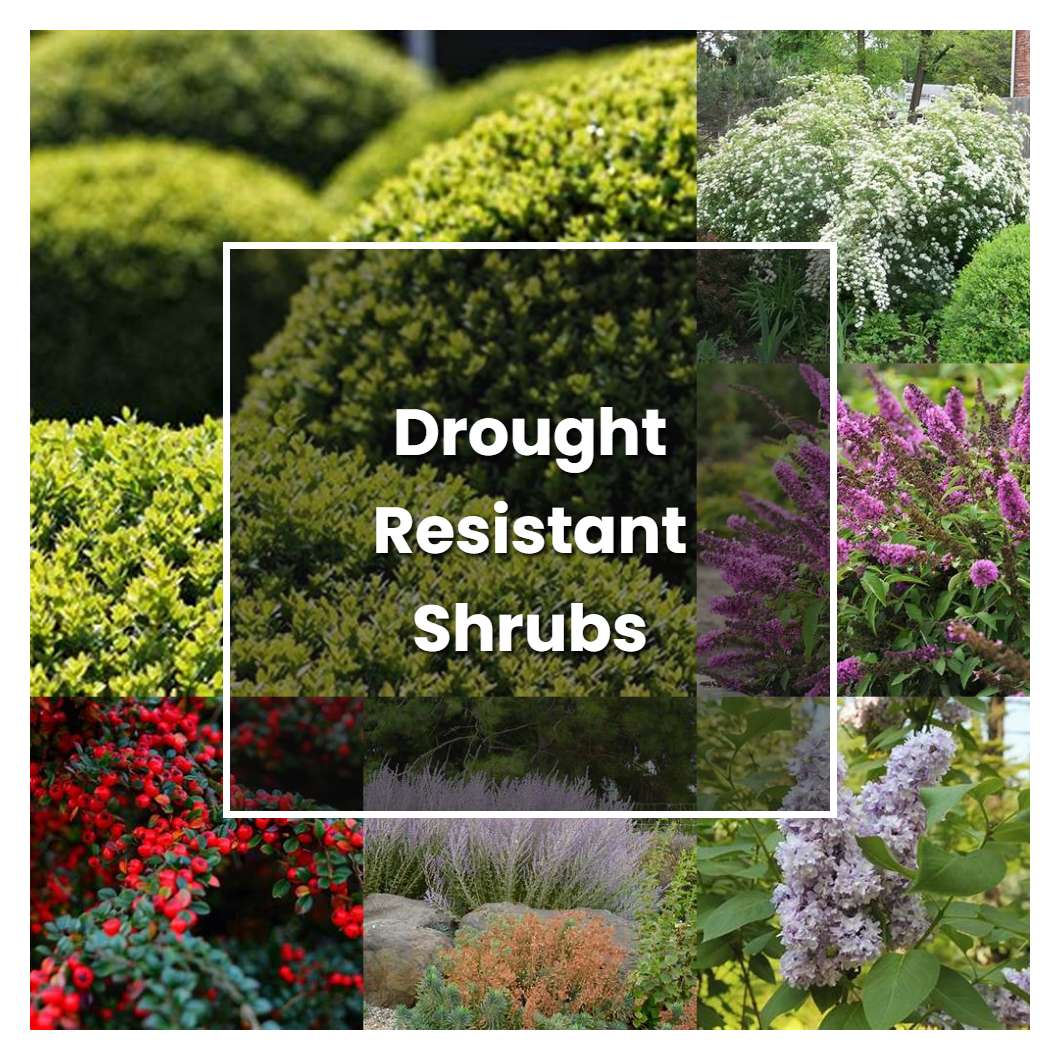 How to Grow Drought Resistant Shrubs - Plant Care & Tips | NorwichGardener