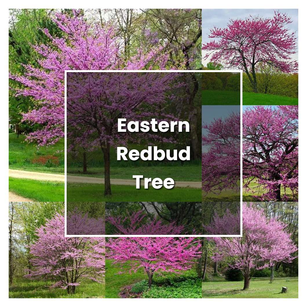 How to Grow Eastern Redbud Tree - Plant Care & Tips | NorwichGardener