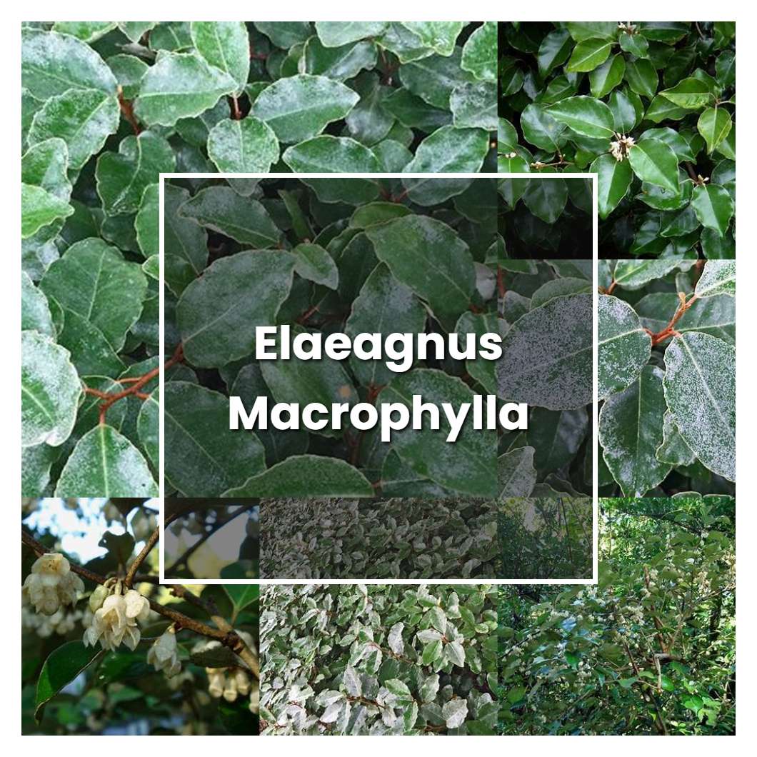 How to Grow Elaeagnus Macrophylla - Plant Care & Tips