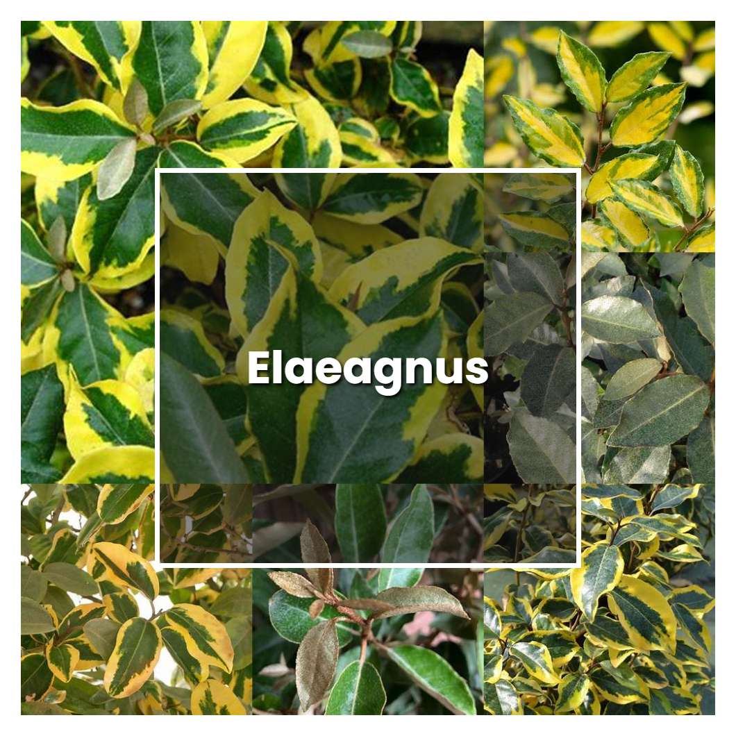 How to Grow Elaeagnus - Plant Care & Tips | NorwichGardener