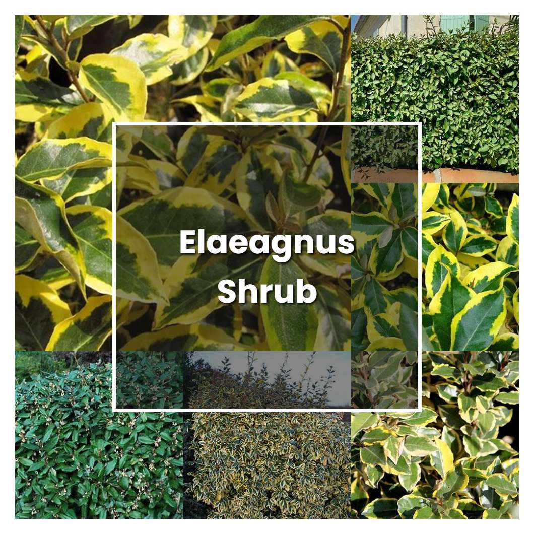 How to Grow Elaeagnus Shrub - Plant Care & Tips