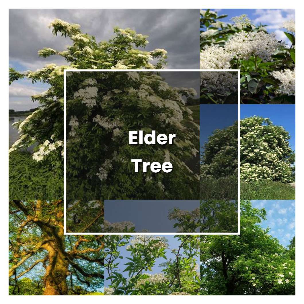 How to Grow Elder Tree - Plant Care & Tips