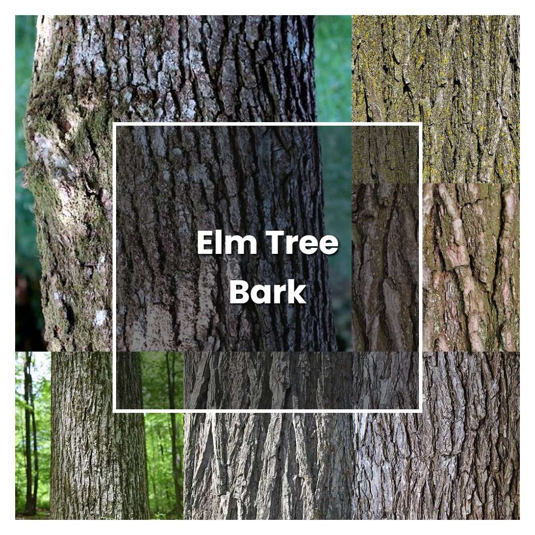 How to Grow Elm Tree Bark - Plant Care & Tips | NorwichGardener