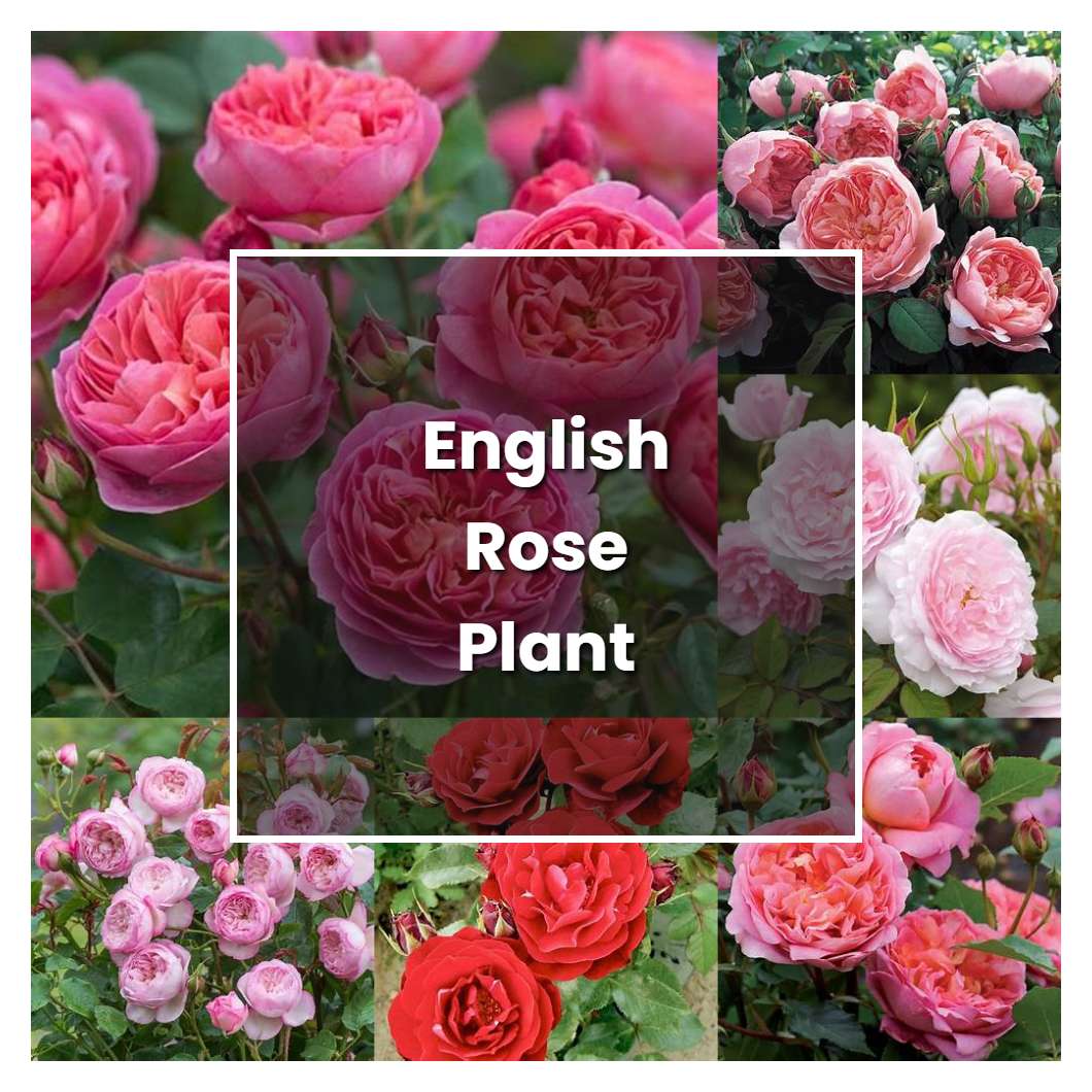 How To Grow English Rose Plant - Plant Care & Tips 