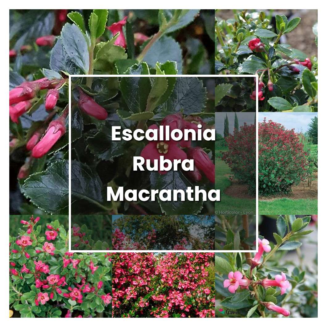 How to Grow Escallonia Rubra Macrantha - Plant Care & Tips