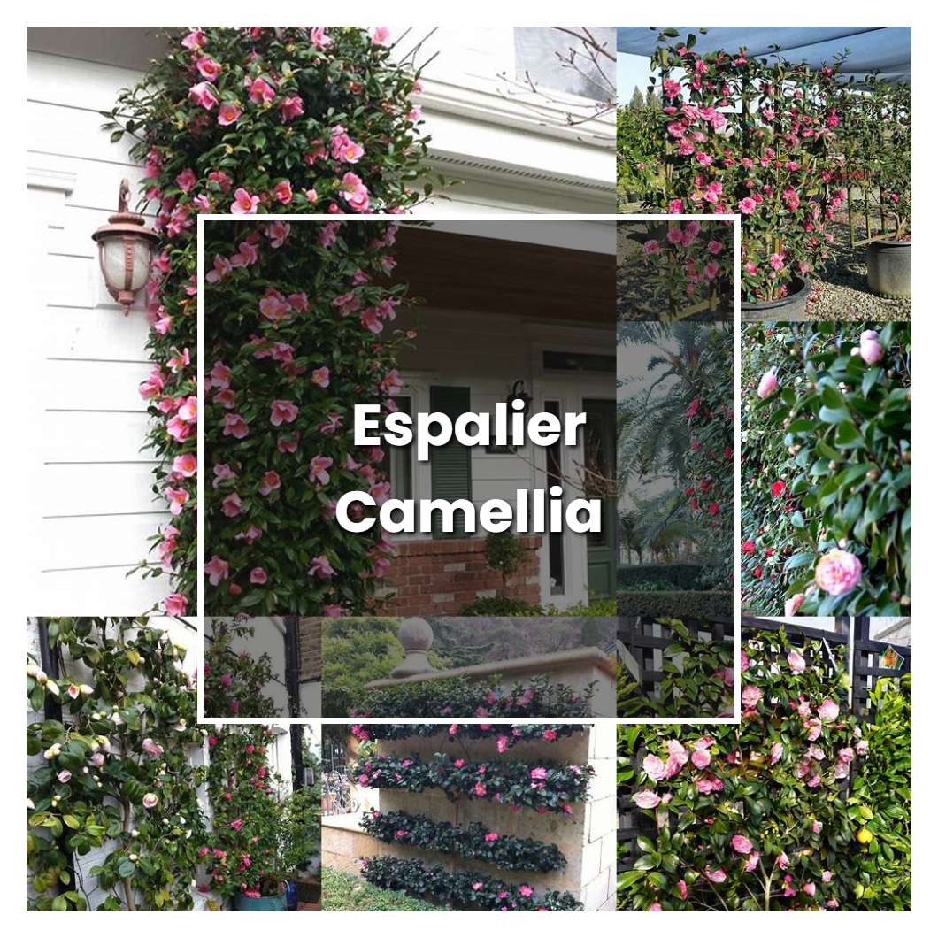 How to Grow Espalier Camellia - Plant Care & Tips | NorwichGardener