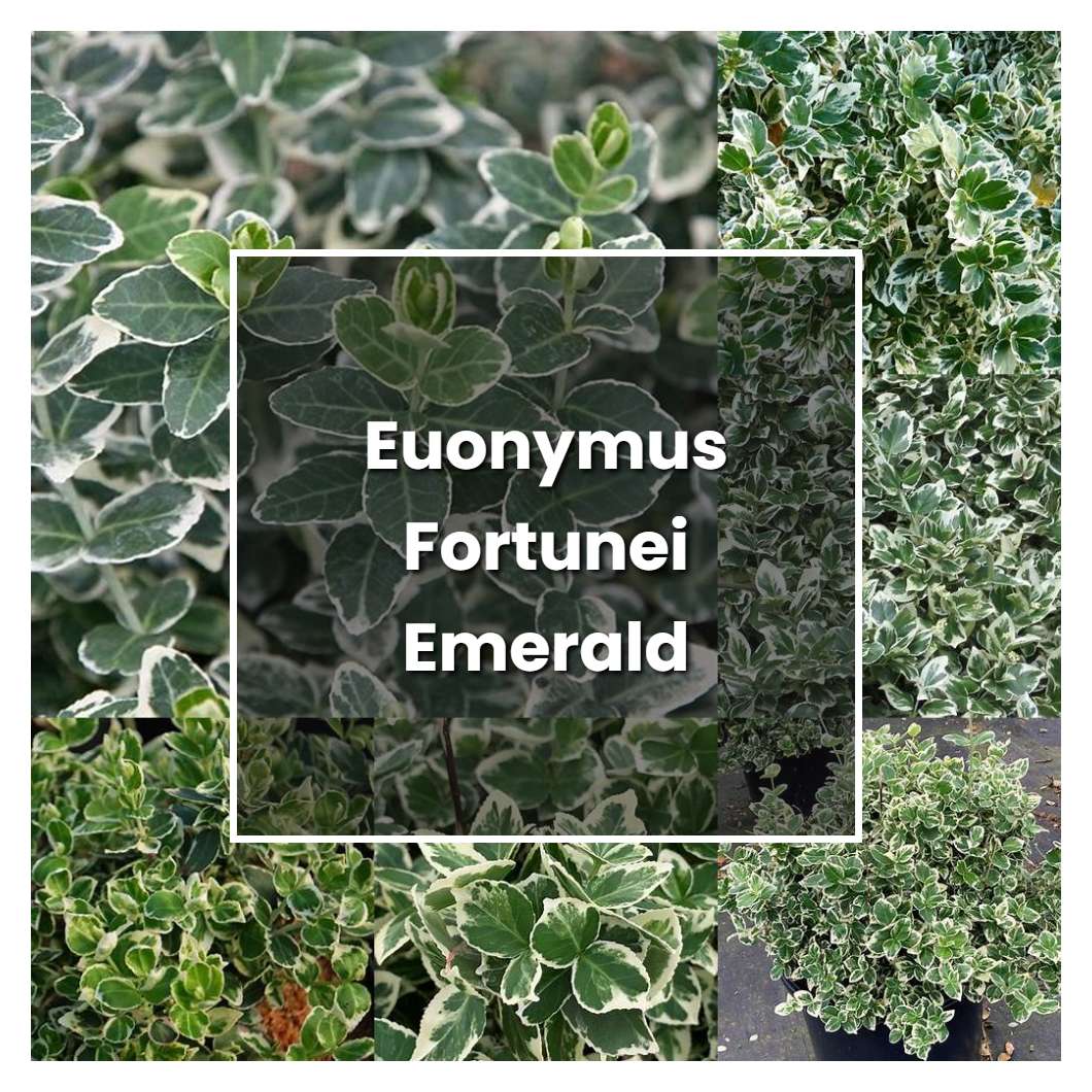 How to Grow Euonymus Fortunei Emerald Gaiety - Plant Care & Tips