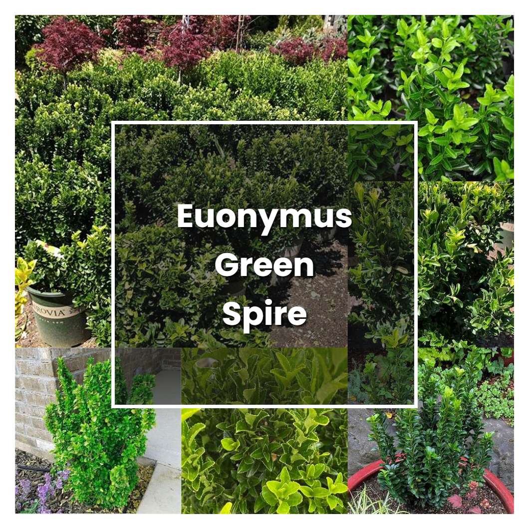 How To Grow Euonymus Green Spire - Plant Care & Tips 