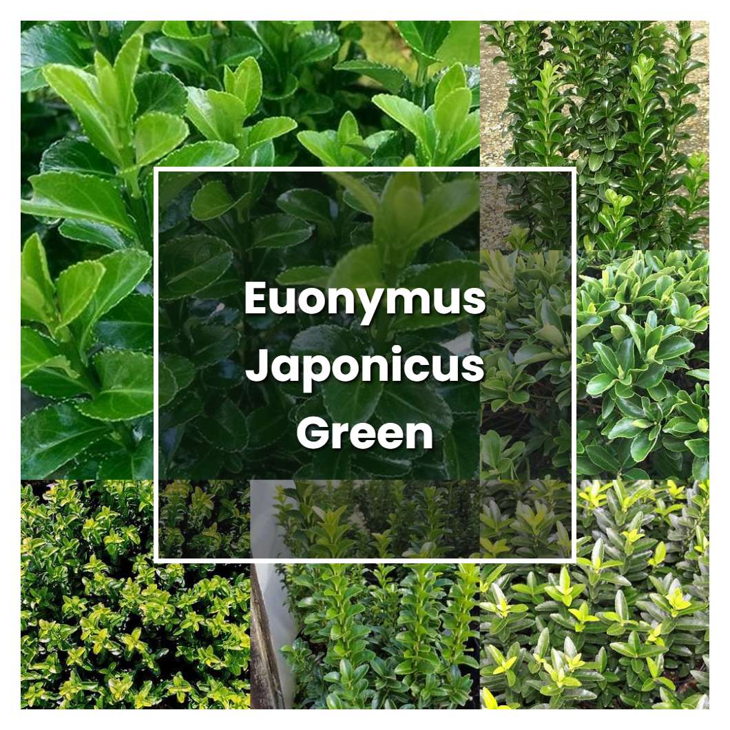 How to Grow Euonymus Japonicus Green Rocket - Plant Care & Tips ...