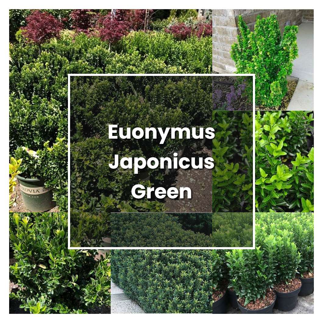 How to Grow Euonymus Japonicus Green Spire - Plant Care & Tips