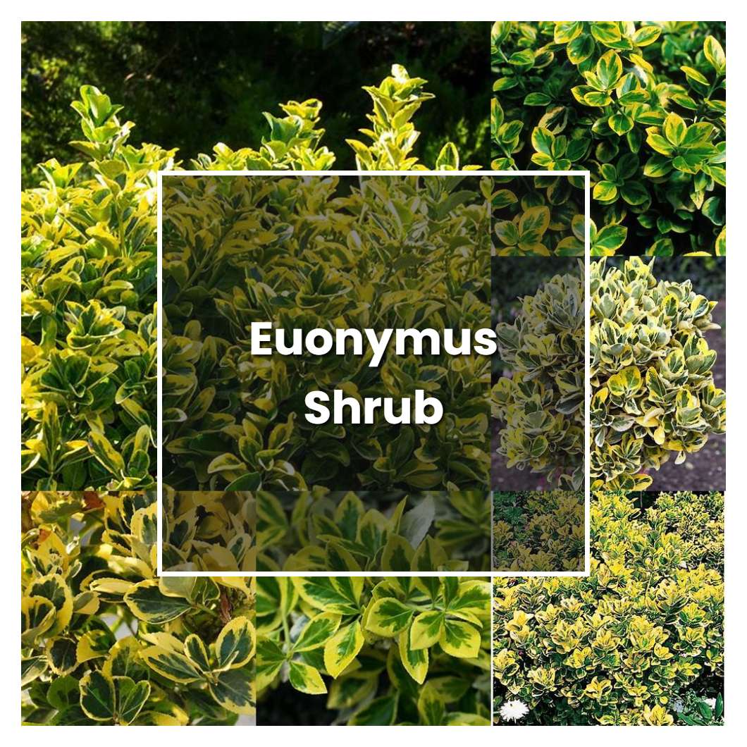 How to Grow Euonymus Shrub Plant Care & Tips NorwichGardener