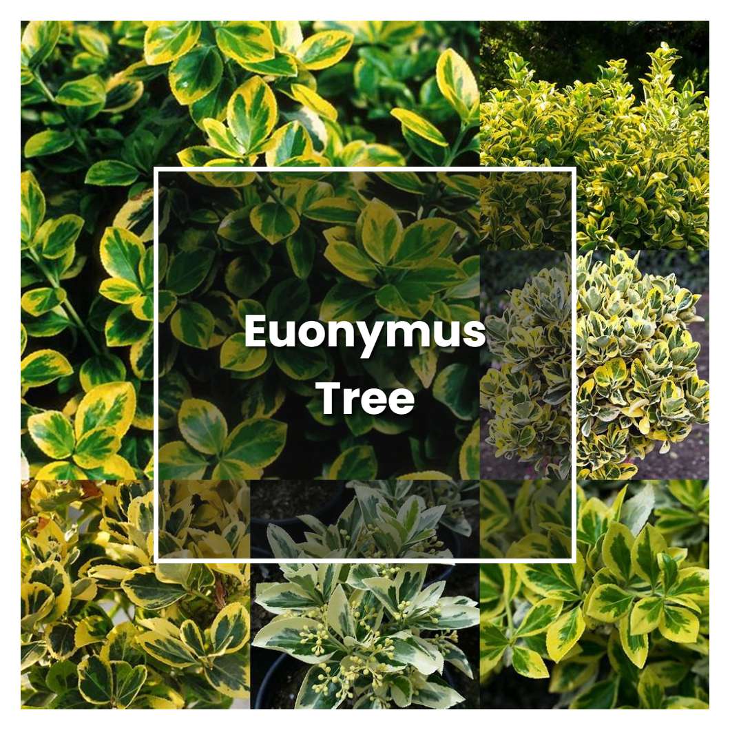 How to Grow Euonymus Tree - Plant Care & Tips | NorwichGardener